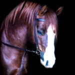 Vortex Training Slip