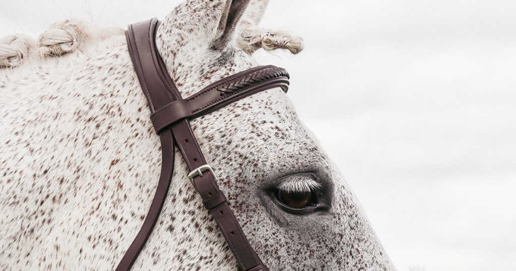 How does an anatomical bridle work