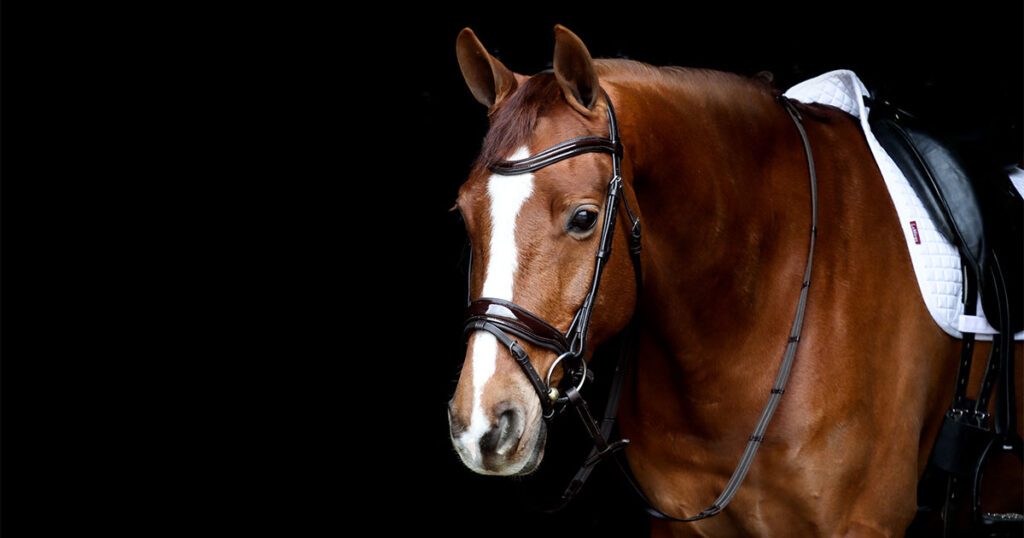 Why use an anatomical bridle