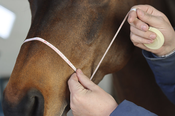 How to measure a bridle