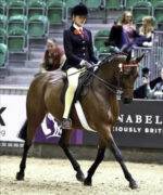 Show Pony Bridle