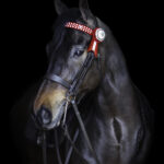 Vortex Finesse Double Bridle