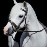 Vortex Field Master Bridle