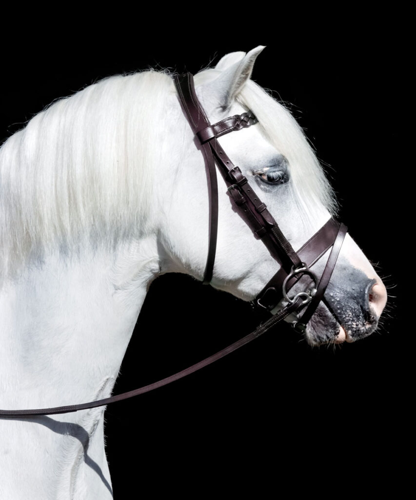 thumbnail image 2 of FSS Anatomic Dressage Bridle – Black Patent Leather With Crystal Cut-Away Details 2 of 4