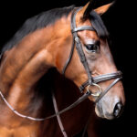 Vortex Badminton Bridle
