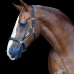 Vortex Anatomical Leather Headcollar