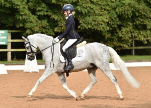 dressage legal anatomical bridles