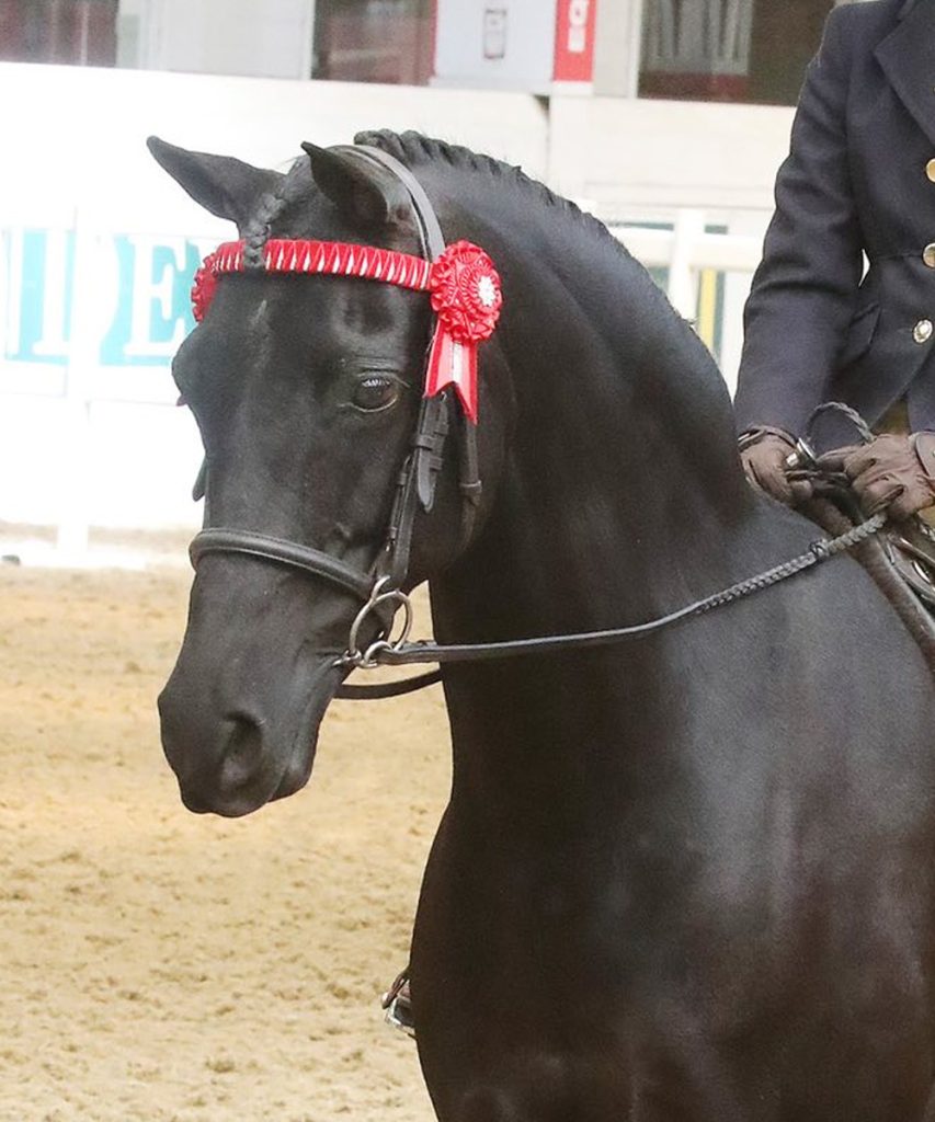 Anatomical Show Bridle