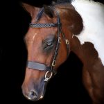 Vortex in hand hunter bridle