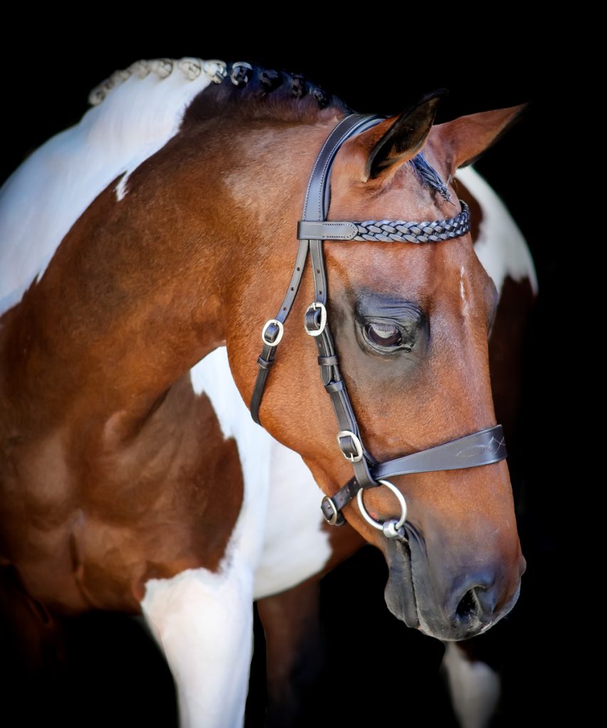 Vortex Jerome in hand bridle