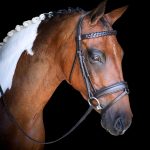 Vortex Chatsworth Bridle