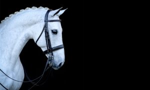 The Benefits of a Slip-Head-Free Double Bridle Design