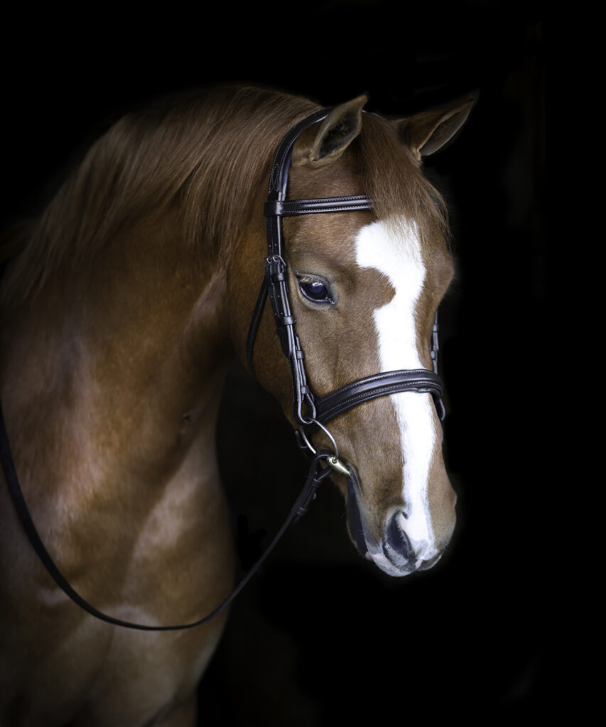 thumbnail image 2 of FSS Freeform Anatomical Dressage Bridle – GLOW Crystal BLING White Stitch Cut Away PATENT – Black Leather 2 of 4