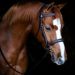 Vortex Ultimate Comfort Cavesson Bridle