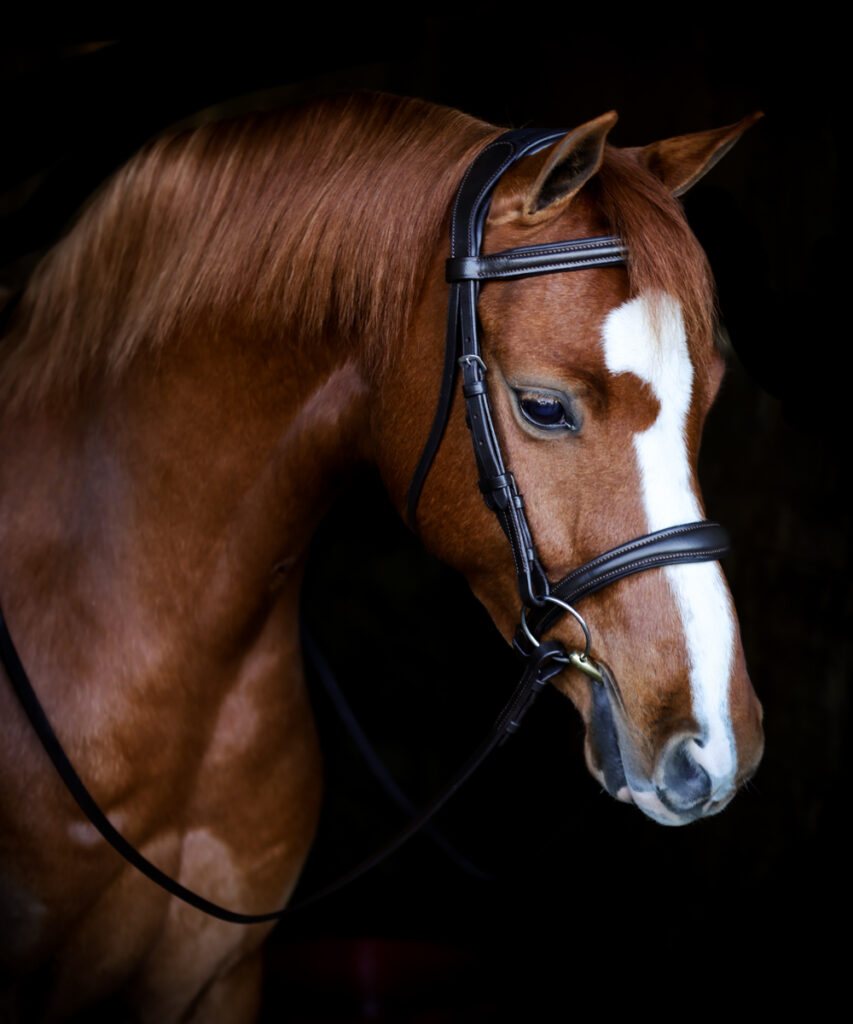 Vortex Ultimate Comfort Cavesson Bridle