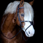 Vortex Ultimate Comfort Grackle Bridle