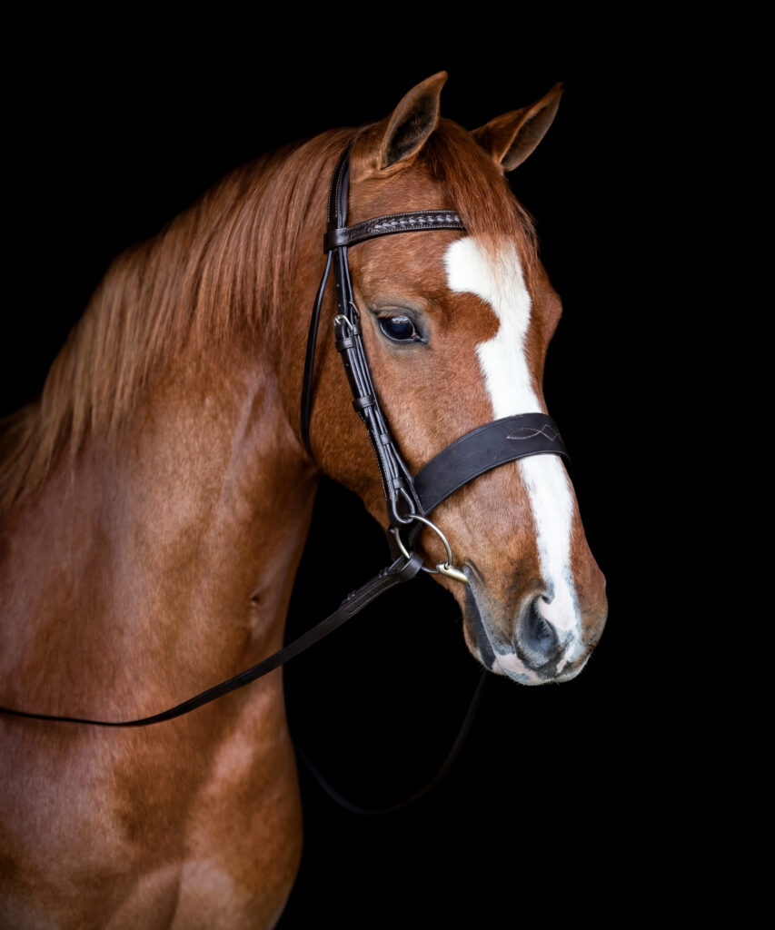 Vortex Chester Bridle